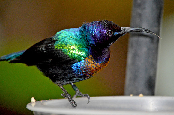 Splendid sunbird