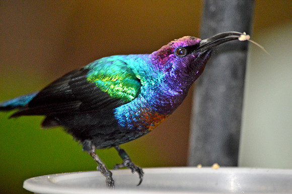 Splendid sunbird