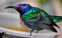 Splendid sunbird