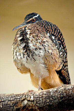 Sunbittern