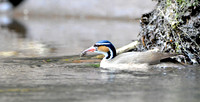 Sungrebe, female