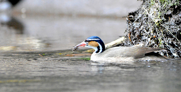 Sungrebe, female