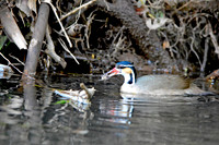 Sungrebe, female
