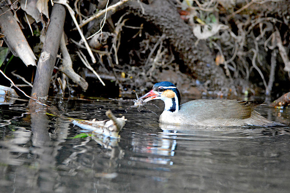 Sungrebe, female