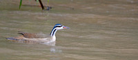 Sungrebe, male