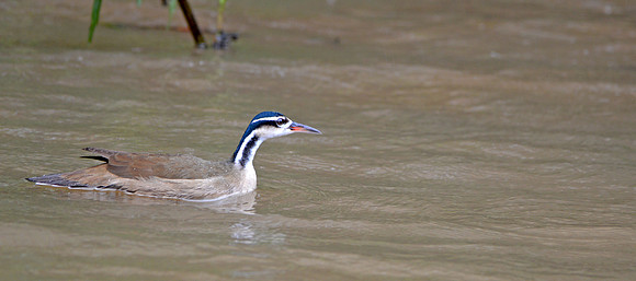 Sungrebe, male