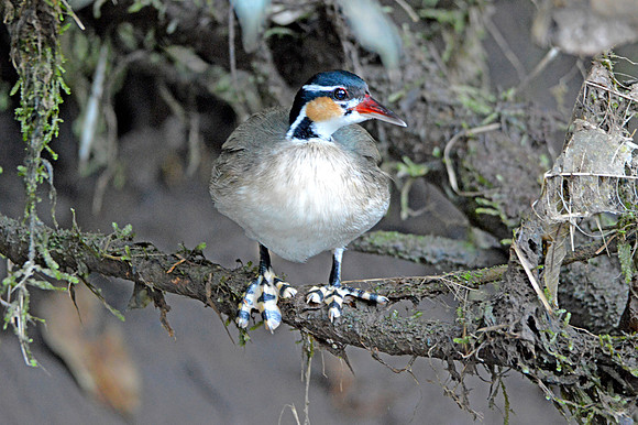 Sungrebe, female