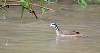 Sungrebe, male