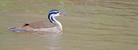 Sungrebe, male
