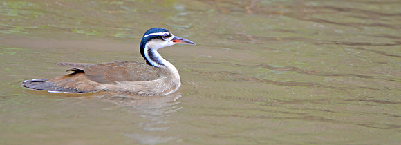Sungrebe, male