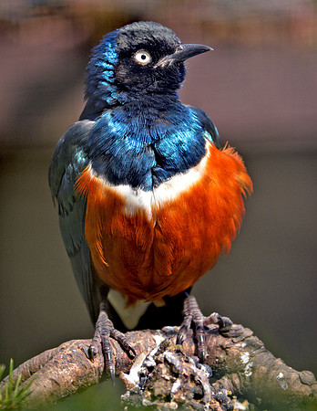 Superb starling