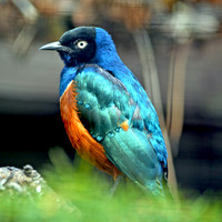 Superb starling