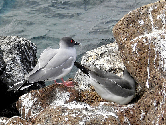 Swallow tailed gull