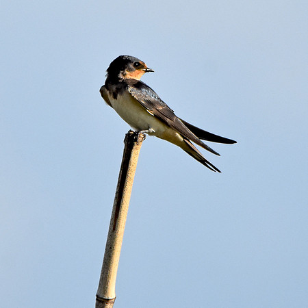 Barn swallow