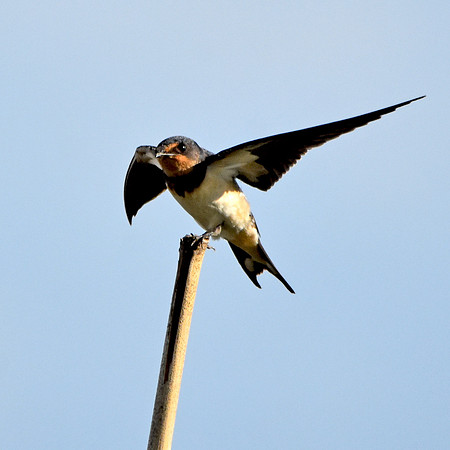 Barn swallow