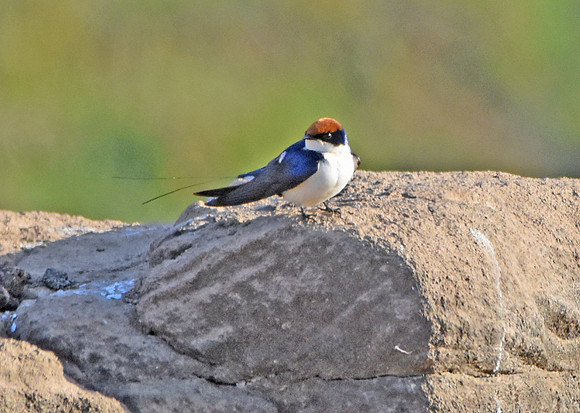 Wire tailed swallow