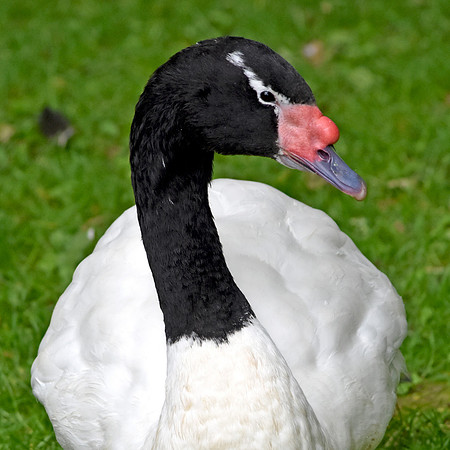 Black necked swan