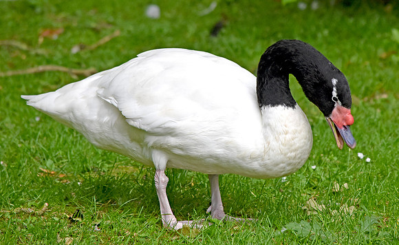 Black necked swan