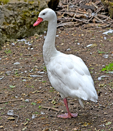 Coscoroba swan