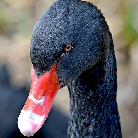 Black swan