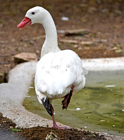 Coscoroba swan
