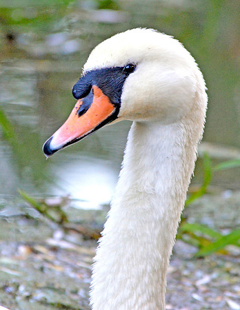 Mute swan