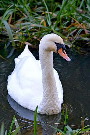 Mute swan