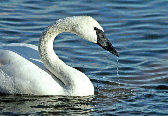 Trumpeter swan