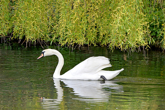 Mute swan