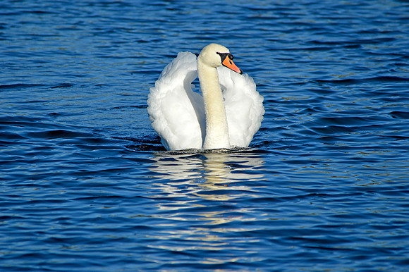 Mute swan