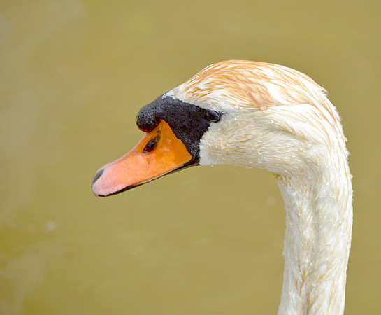 Mute swan