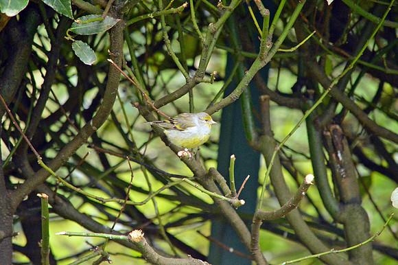 Syrian serin