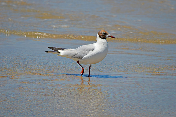 Black headed gull