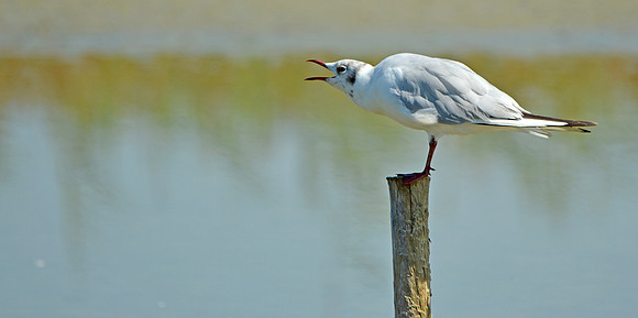 Black headed gull