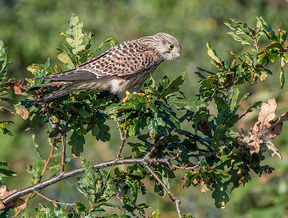 Common Eurasian kestrel, juvenile.