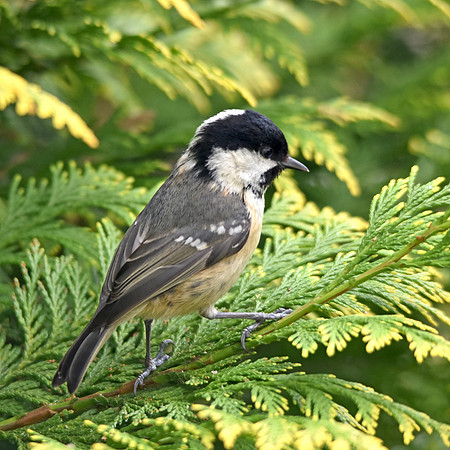 Coal tit