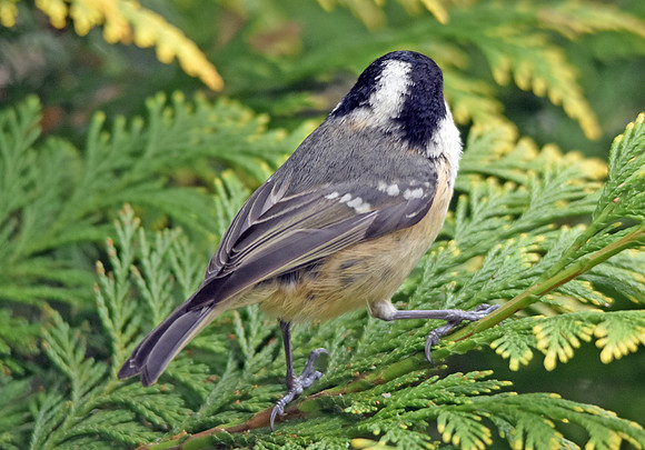 Coal tit