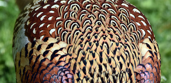 Common pheasant, male