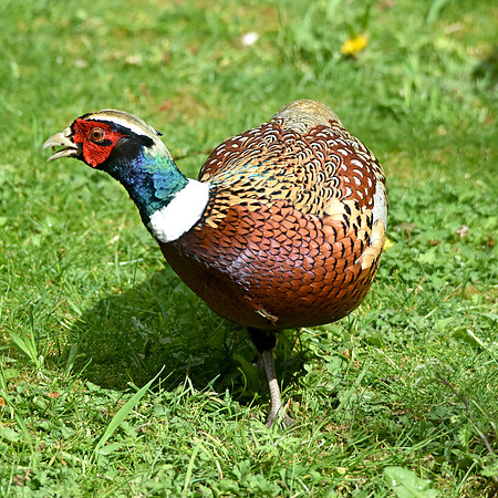Common pheasant, male