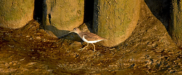 Common sandpiper