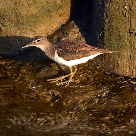Common sandpiper