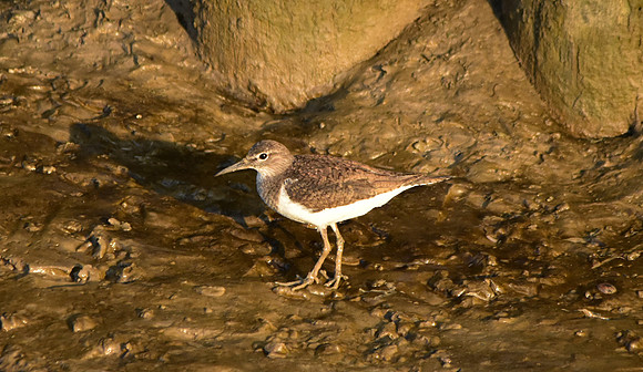 Common sandpiper