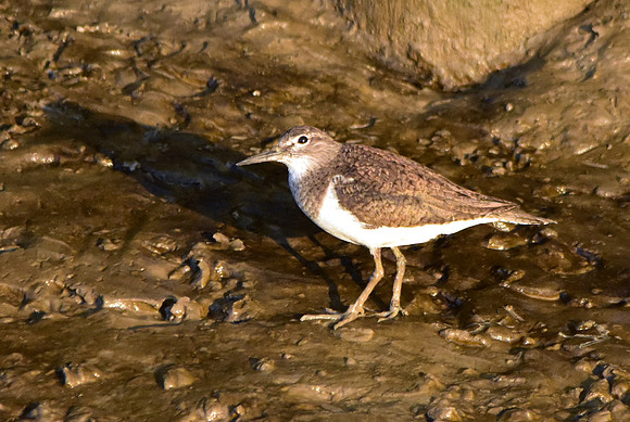 Common sandpiper