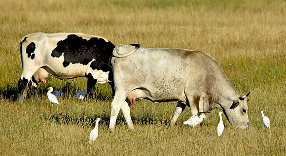 Cattle egrets