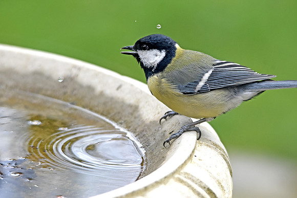 Great tit