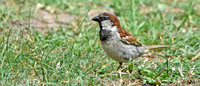 House sparrow