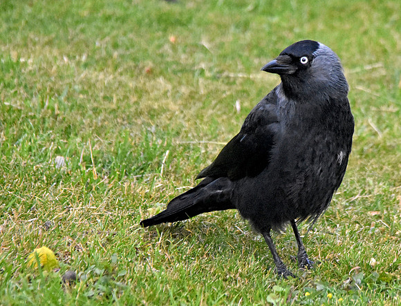 Jackdaw