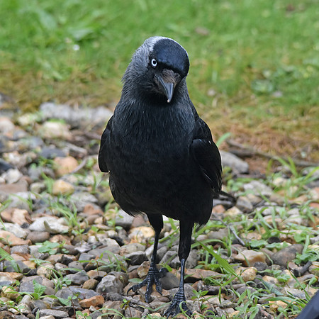 Jackdaw