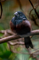 Chestnut bellied seed finch, male