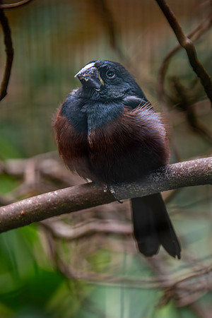 Chestnut bellied seed finch, male